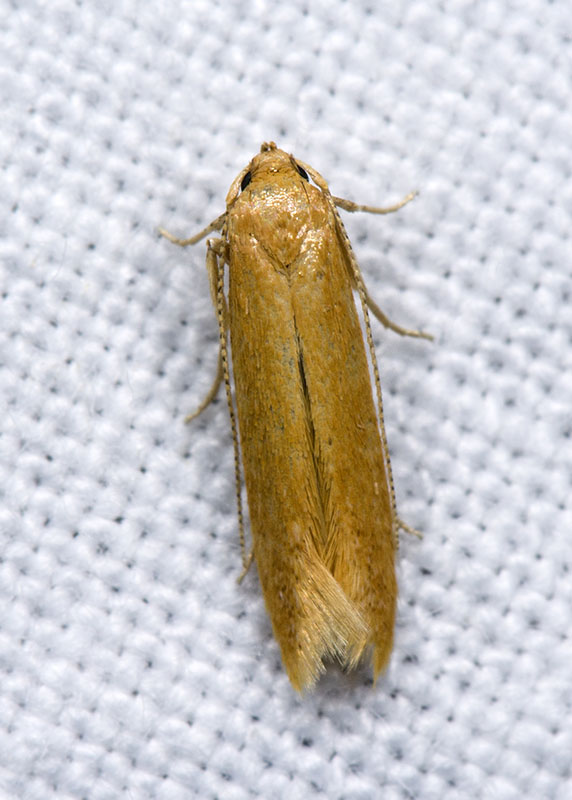 Micro da Id